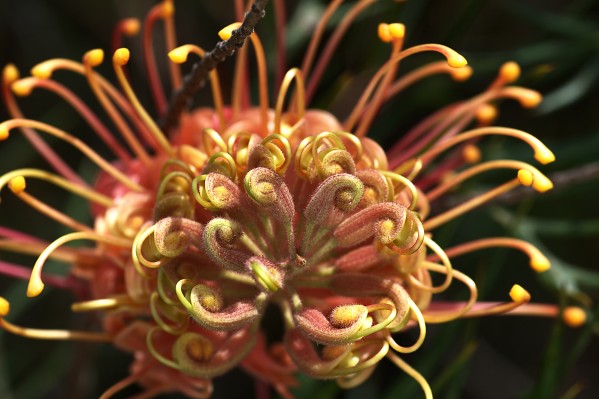 Grevillea Superb by Joy Watson